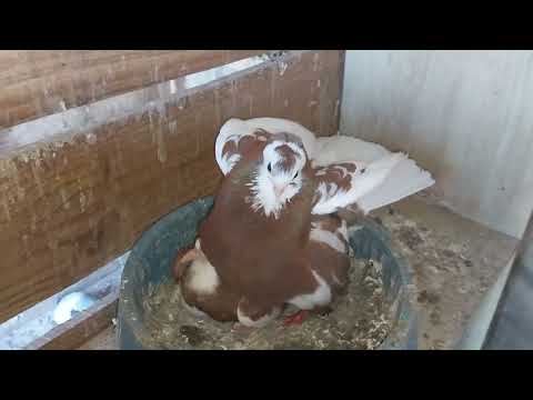 Overprotective Pigeon with its first young srpski visokoletaci serbian highflyers melbourne 🇦🇺