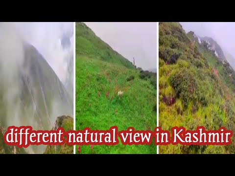Different Natural Flowers in Kashmir|Natural Beauty|