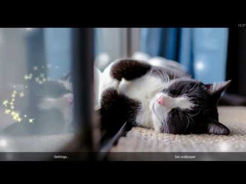 Cats Live Wallpaper Video