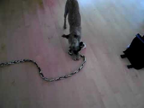 Jinga furious with her toy