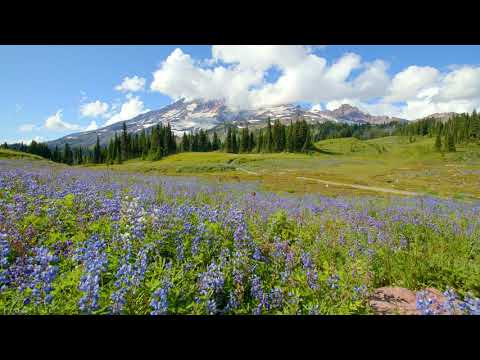 8K Mount Rainier Summer Wildflowers   Relaxation Video 50fps