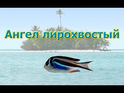 Русская Рыбалка 3.99 Ангел лирохвостый