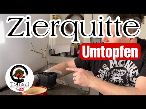Zierquitte Umtopfen Bonsai 18/23