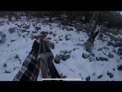 Rävjakt med stövare & terrier #37