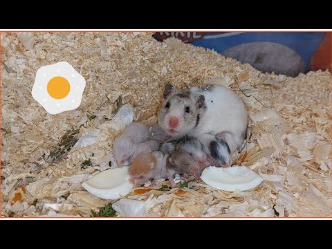 Little hamsters eat egg white