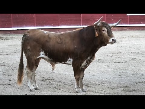 Mojados 2023 Concurso con Toros Bravos