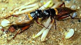 Download lagu masteran suara jangkrik cocok buat burung murai mp3