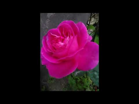 Celtic Heart PBS Special Kid ar an Sliabh con Arpa.