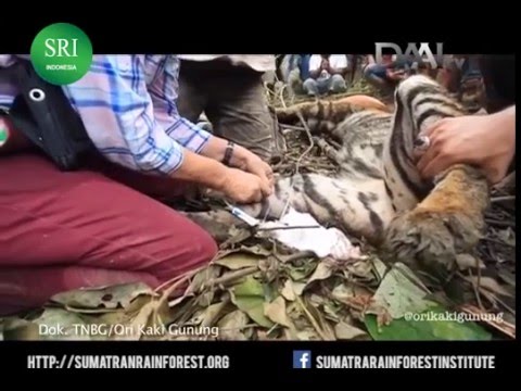 Help save confiscated or injured Sumatran wildlife