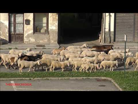 LA TRANSUMANZA DI PECORE E CAPRE RITORNA AGLI ALPEGGI, ROBILANTE. (CN) DOM. 6 - 6 - 2021.