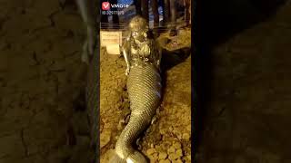 Download lagu A real Golden mermaid of India mp3 Download lagu A real Golden mermaid of India mp3