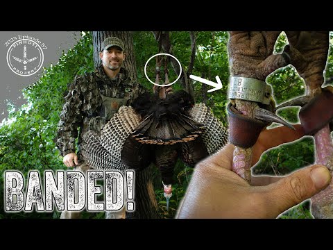 KILLING A BANDED GOBBLER | LONG SPURRED, LATE SEASON MAINE GOBBLER | TURKEY HUNTING NEW ENGLAND