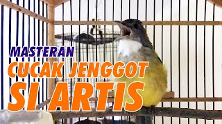 Download lagu MASTERAN CUCAK JENGGOT TEMBAKAN RAPAT MBESET KASAR mp3