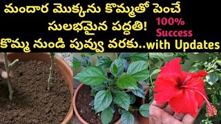 How to grow Hibiscus from stem cuttings #మందార కొమ్మలను ఇలా నాటితే 100% Success #yt #video #plants