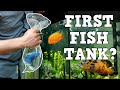 A MUST WATCH For New Fish Keepers FIRST AQUARIUM K F K F K