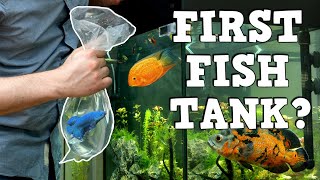 A MUST WATCH For New Fish Keepers! FIRST AQUARIUM! K.F.K.F.K.