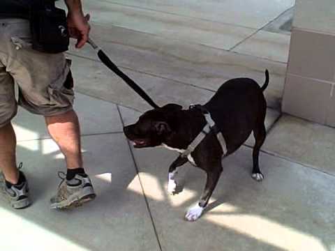 Annie, an adopted American Staffordshire Terrier in San Clemente, CA_image-1