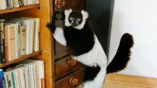 Panda the Lemur