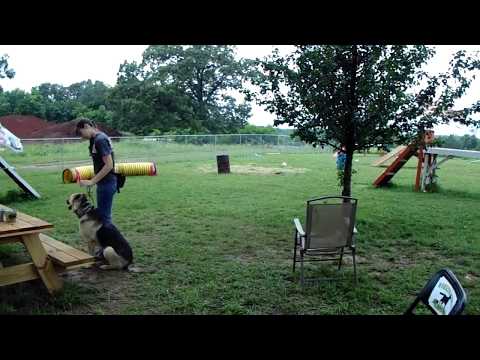 WDFV Trainer Marybeth training with her dog