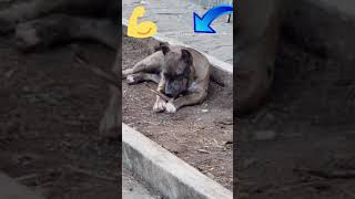 Cute And Funny Dog Video #Shorts #17