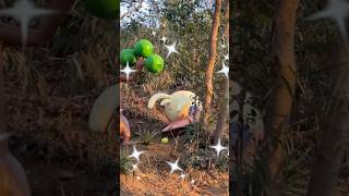 ¡El parque Pokémon en Japón tiene un Pokémon SHINY escondido! ✨🇯🇵 #pokemon #japon #shinypokemon