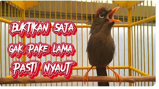 Download lagu Variasi suara pancingan poksay Mandarin paling efektif cepat bikin nyaut emosi pokman susah bunyi mp3 Download lagu Variasi suara pancingan poksay Mandarin paling efektif cepat bikin nyaut emosi pokman susah bunyi mp3
