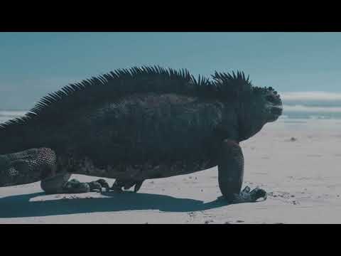 Surf Travel to Ecuador, Galapagos and Columbia