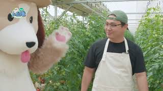 토마토가 자라요내용