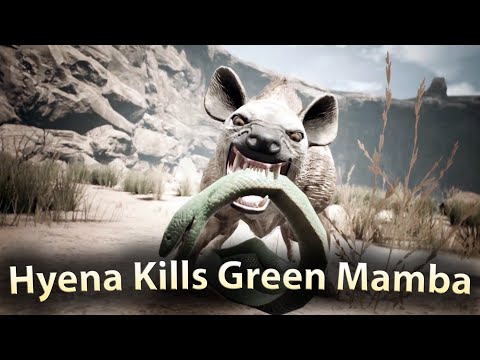 Hyena Kills Green Mamba Ancestors The Humankind Odyssey