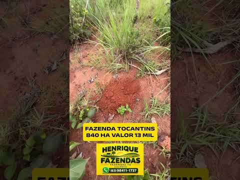 Fazenda no Tocantins #gado #agro #pecuarista #agricultura #soja #sojabrasil