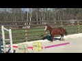 Merrie Franse rijpony PFS Te koop 2018 Vos ,  COUTSOU DE LALANDE, PSF