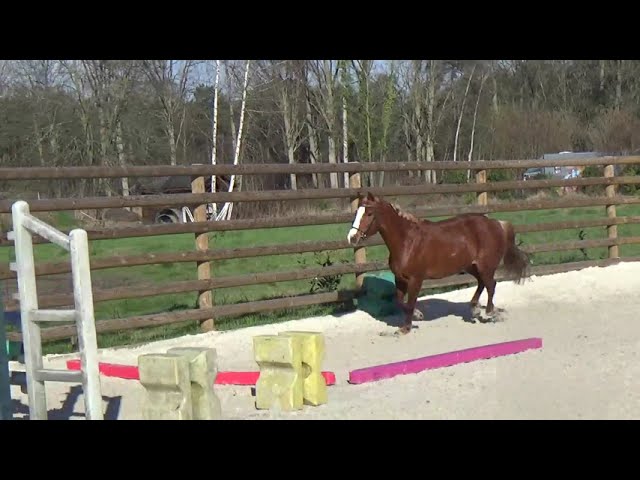 Merrie Franse rijpony PFS Te koop 2018 Vos ,  COUTSOU DE LALANDE, PSF