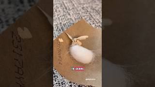 Download lagu Silk Moth Life Cycle mp3