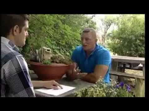 Sziklakert építési tanácsok, sziklakerti növények