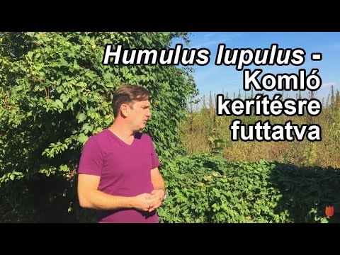 Humulus lupulus - Komló: kerítésre futtatva