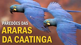 Miniatura do vídeo