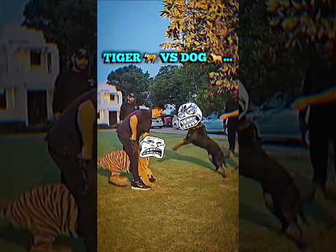 Pitbull Dog Vs Tiger 💀 Moment Before Disaster... #troll #trollface #viralvideo #shorts