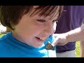 Caterpillars turning into monarch butterflies!