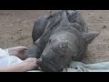 Baby rhino refuses to sleep alone after mother was...