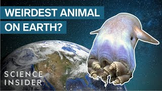 Why The Octopus Is The Weirdest Animal On Earth