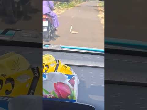 Đoạn Clip Ghi Lại Đang Chạy Xe Trên Đường Thì Gặp Cảnh Này#tintucdoday#tintuchomnay