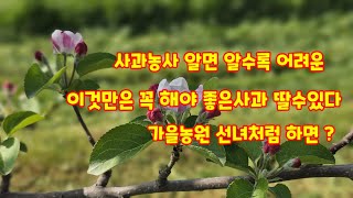 사과꽃 따야 하는 이유 홍로액화따기 좋은 사과따기 필수[사과재배방법]