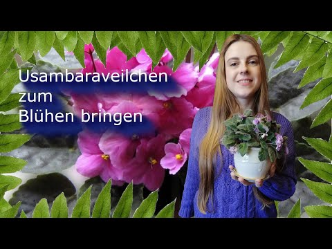Getting African violets to bloom