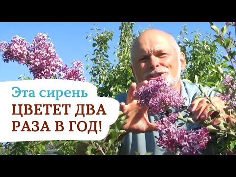 Цветение сирени осенью? Легко! С СИРЕНЬЮ Мейера