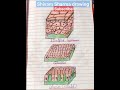 Science Project Science Project Shivam Drawing Drawing Project Sharmaart Shorts Youtube