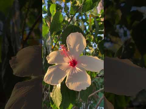 Flowers 💐  #love #nuturel #flowers #nutural #waterfall #song