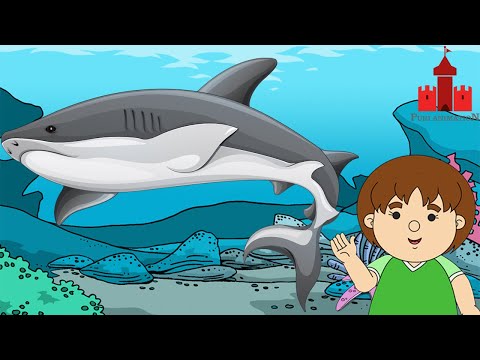 Mengenal Ikan Hiu | Puri Animation