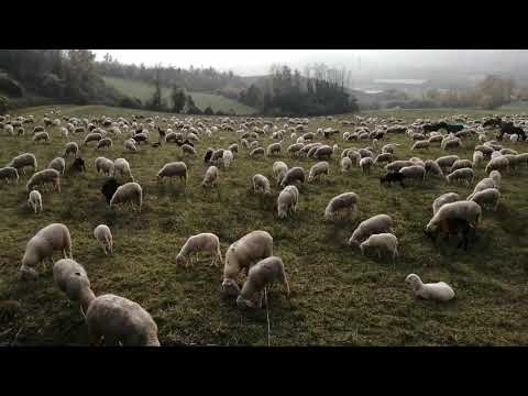 GREGGE al pascolo - 1