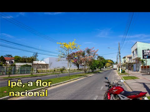 Ipês floridos - A flor Nacional, primavera 2025 #TubarãoSC