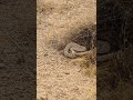 Arizona Diamondback Rattlesnake While Hiking #hiking #nature #rattlesnake #arizonahiking